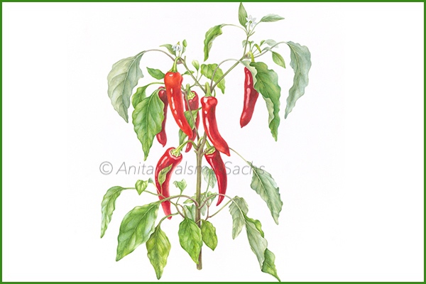Capsicum annuum