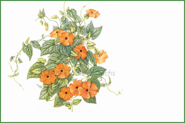 B88 Thunbergia alata