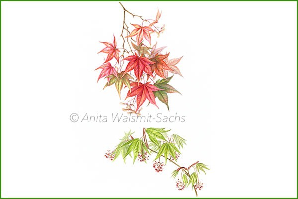 Acer palmatum