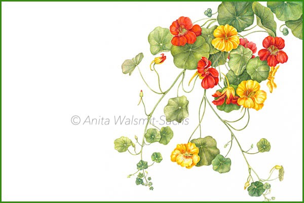 Tropaeolum majus -Oost indische kers