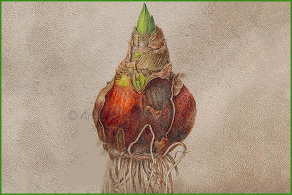 Amaryllis on vellum ( perkament)